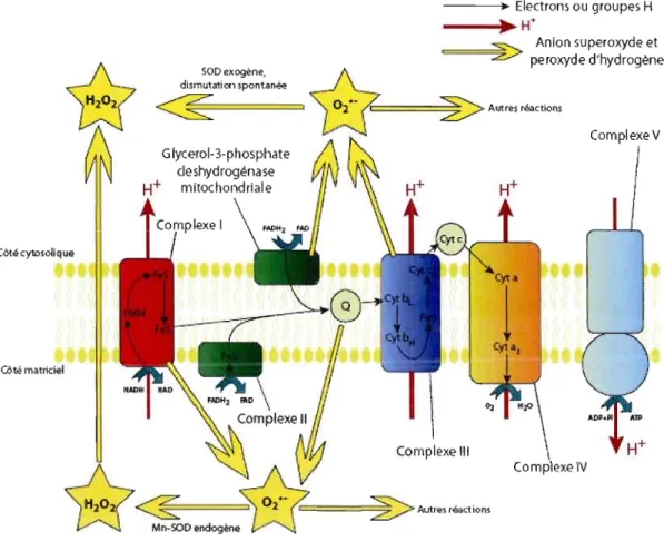 Figure  1.3  Transport  des  électrons  et  production  de  superoxyde  dans  les  mitochondries de  Drosophila  (Adaptée de  Miwa et  Brand,  2003)