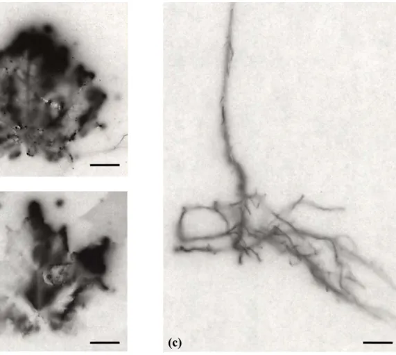 Figure 1.2.  Macro-autoradiographs of leaves (a and b) and stem and root system (c) of  labelled C in receiver sugar maple saplings