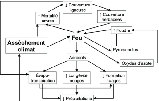 Figure 1.1  Processus d’interactions entre le feu et le climat à l’origine de la   progression rapide des savanes 