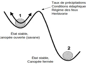Figure 1.3  Dynamique  de  la  végétation  des  savanes  selon  le  modèle  des  états  alternatifs 