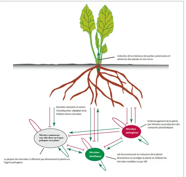 Figure 1. Les interactions dans la rhizosphère (Berendsen et al., 2012). Les plantes sont  capables  d'influencer  la  composition  et  l'activation  de  leur  microbiome  rhizosphérique  par l’exsudation des composés qui les stimulent (flèches vertes) ou 