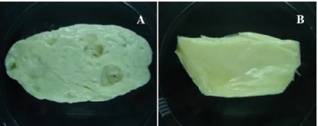 Figure 10.  Photographe d’un fromage fabriqué à partir de lait de brebis et inoculées par  Clostridium beijerinckii INIA 63 (après 60 jours) et (A) Lactococcus lactis subsp