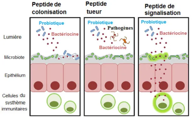 Figure  11.  Mécanismes  par  lesquels  la  production  des  bactériocines  pourraient  contribuer au fonctionnement des probiotiques (Dobson et al., 2011)