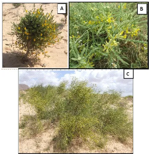 Figure  13.  Photos  montrent  les  trois  Fabacées  endémiques  d’Algérie :  (A)  Ononis  angustissima Lam., (B)  Astragalus gombo Cos