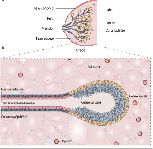 Figure 1 – Morphologie et histologie de la glande mammaire adulte d’une femme 