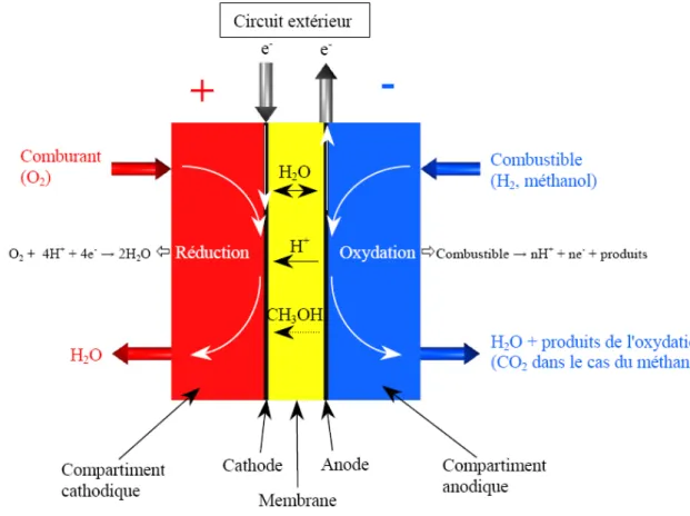 Figure 1 : Schéma de principe d'une pile à combustible à membrane échangeuse de protons  (PEMFC ou DMFC)  
