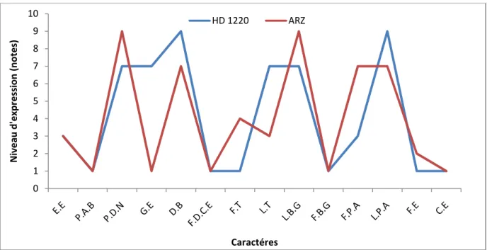 Fig  2.  Présentation  des  caractères  communs  et  différents  entre  les  deux  variétés  de  blé  tendre  (ARZ  et  HD  1220) 