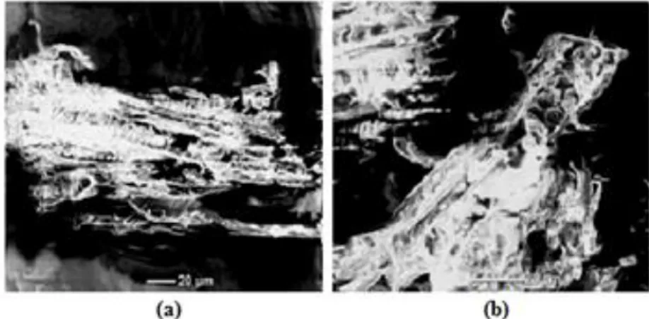 Figure III.3. Micrographies MEB de la farine de Genêt d’Espagne traitée et non traitée, (a) :  SjF-NT et (b) : SjF-AM