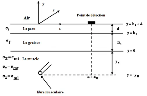 Fig. 2. 1. Modèle de volume conducteur planaire constitué par les couches de muscle (anisotrope), de la graisse  (isotrope) et de la peau (isotrope)