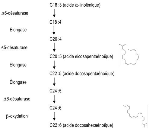 Figure 2.1 Métabolisme in vivo des acides gras polyinsaturés oméga-3  Adapté de (107)