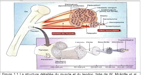 Figure  1.1  La  structure  détaillée  du  muscle  et  du  tendon,  tirée  de  W.  McArdle  et  al.,  2001