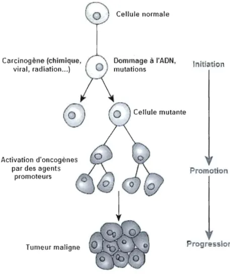 Figure 2.  Initiation, promotion et progression, les  étapes  de l'oncogenèse. 