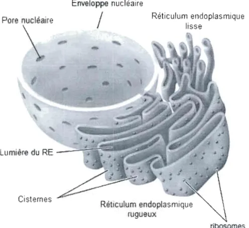 Figure 8. Structure  du  réticulum endoplasmique. 