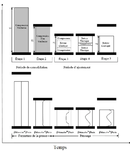 Figure 1-11 Les différentes étapes de la formation du profil de masse volumique lors du  pressage à chaud selon Wang et Winistorfer (2000 a, b) (d’après Vidal Bastias 2006) 