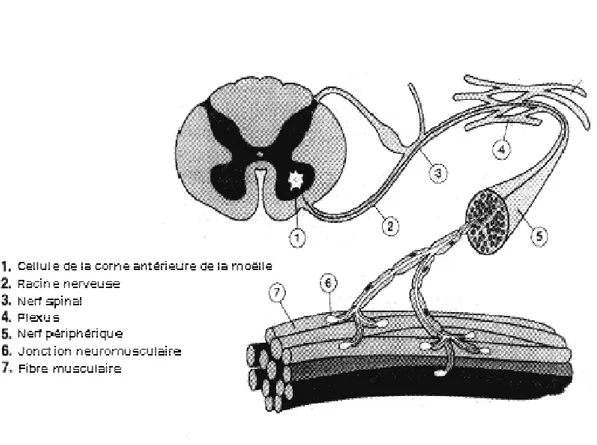 Figure 1.1. Structure de l’unité motrice. Le motoneurone innerve un certain nombre de fibres 