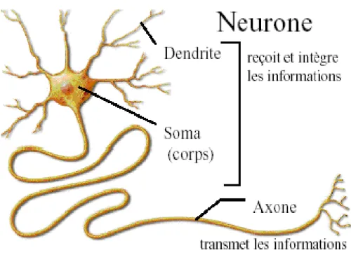 Figure 1.12. Neurone biologique et ses principaux composants. 