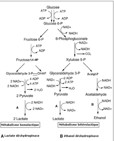 Figure I.3  :  La  fermentation du glucose chez les bactéries lactiques: voie homofermentaire  et voie hétérofermentaire (Novel, 1993)