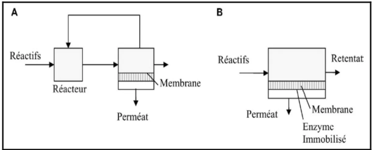 Figure II.6 : Les principaux types des bioréacteurs membranaires (Charcosset, 2006). 