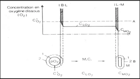 Figure II.8 : Transfert d’oxygène en milieu de culture liquide (Demeyer et al., 1982)