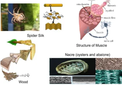 Figure II.1 Some Natural Polymer Nanocomposites: Spider silk,  Muscle,  Wood, and  Mother of Pearl.[21] 