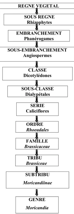 Figure 1: Classification du genre Moricandia DC. D'après (Maire, 1967).