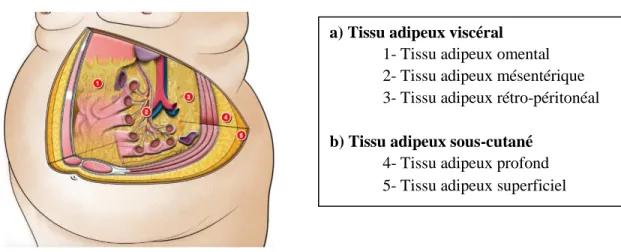 Figure 3 : Distribution du tissu adipeux dans la région glutéo-fémorale 