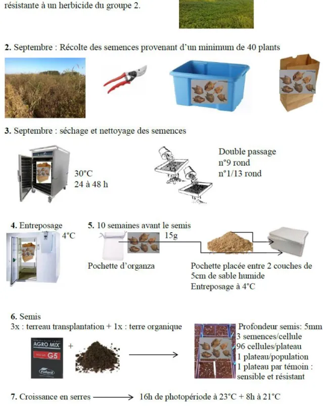 Figure A9. Illustration du processus de récolte, de conservation, de stratification et de semis  des graines de petite herbe à poux 