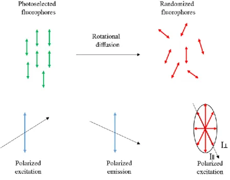 Figure  1.2.    Effect  of  polarized  excitation  and  rotational  diffusion  on  the  polarization  or  anisotropy of the emission