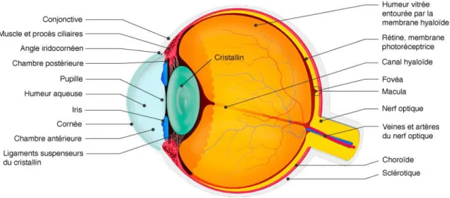 Figure 1.1: Coupe sagittale de l'œil humain. Tirée de http://chenieux-ophtalmologie.com