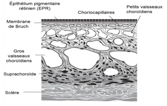 Figure 1.3: Schématisation des différentes couches de la choroïde. Image adaptée de [1]