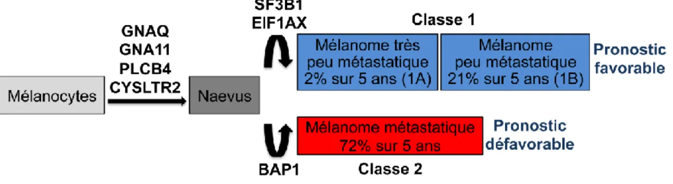 Figure  1.9:  Anomalies  génétiques  impliquées  dans  la  progression  du  mélanome  uvéal