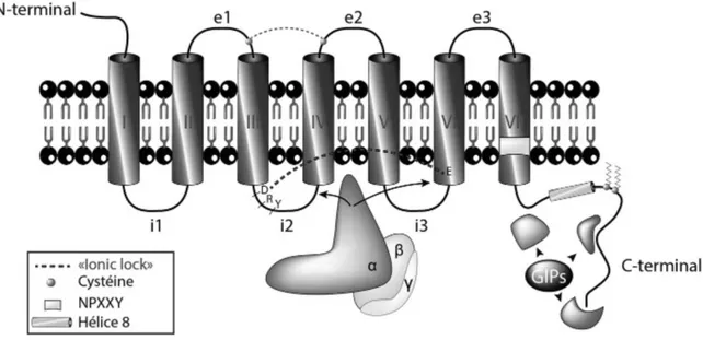 Figure 1.14: Structure typique des récepteurs couplés aux protéines G. Adaptée de [114]