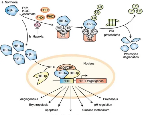Figure  1.18:  Régulation  de  l'hypoxie  par  HIF1A.  En  conditions  normoxiques,  HIF1A  est  hydroxylé  par  la  famille  des  PHDs  (PHD1-3),  puis  dégradé  par  le  protéasome  suite  à  son  ubiquitination par le suppresseur de tumeur VHL (A)