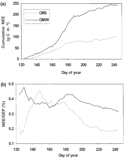 Fig.  3.5.  Cumulative net ecosystem  exchange ofC0 2  (NEE  in  g  C  m- 2 )  (a)  and  ratio  of  NEE/GEP  (b) from  May to August of2004 for  both OMW and  OBS