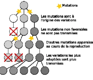 Figure III.7 Théorie de Darwin [Feyel, 2015] 