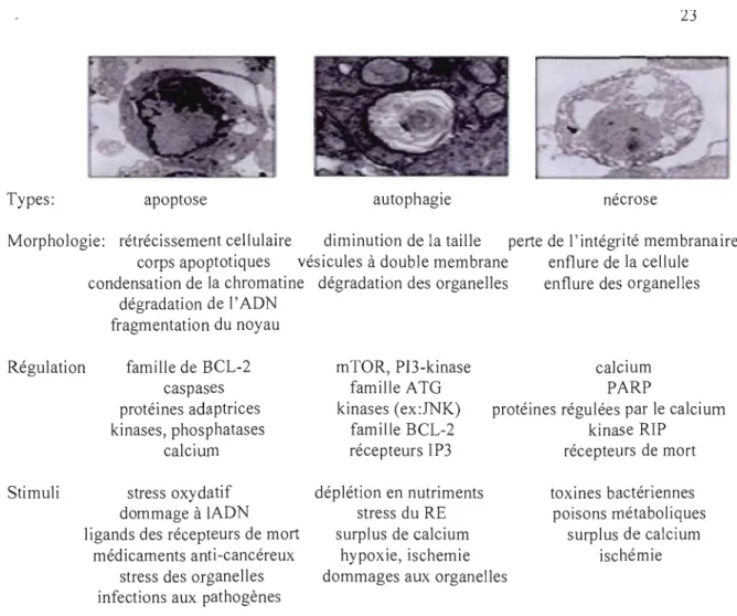 Figure  1.8:  Comparaison  entre  l'apoptose,  la  nécrose  et  l'autophagie.  Il  existe  plusieurs  systèmes  pour  l'élimination  des  cellules  endommagées