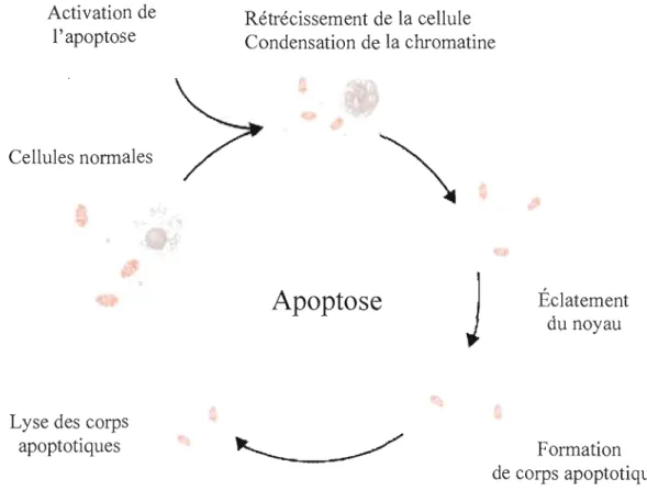 Figure 1.9:  Les  mécanismes  de  l'apoptose.  La  mort cellulaire  programmée ou  apoptose  est  le  processus  par  lequel  les  cellules  se  suicident  pour  l'élimination  de  cellules  non  fonctionnelles
