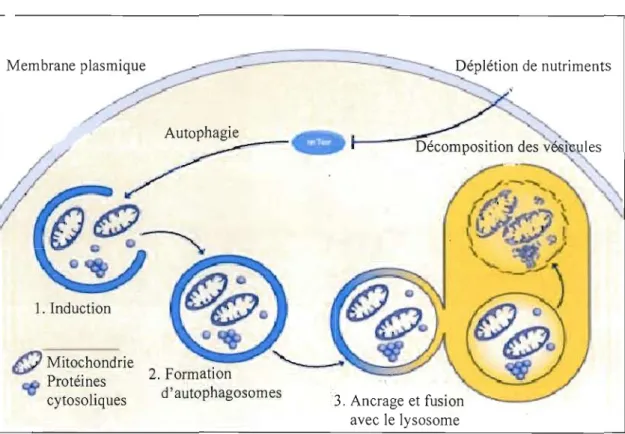 Figure  1.10:  Le  processus  d'autophagie.  Lorsqu'il  y  a  une  déplétion  en  nutriments  (ou  activation d'autres  stimuli),  il  y  a  inhibition  de  mTOR et  le  processus  d'autophagie  est  alors  activé