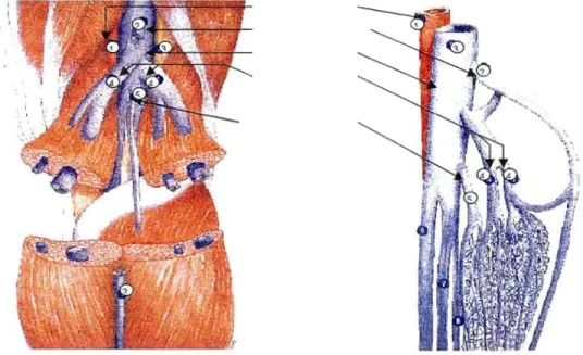 Figure  7 :  Veines  jumelles  et  soléaires  (après  section  des  muscles  jumeaux)  1:artère  poplitée;  2:saphène  externe;  3:veine  poplitée; 