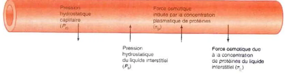 Figure  12:  Mécanisme  de  déplacement  de  liquide  à  travers  la  paroi  capillaire  selon  Vander  et  coll.,  (2004)  Les  quatres  facteurs  qui  déterminent le  déplacement de liquide à travers les capilaires