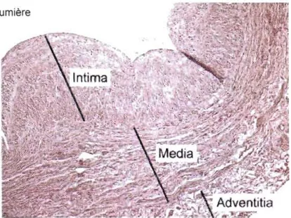 Figure 13 :  Les  diverses  couches  de  la  paroi  veineuse,  comprend  de  la  lumière  vers  la  périphérie,  l'intima,  la  média  et  l'adventitia (adapté de  Milroy et coll.,  1989)
