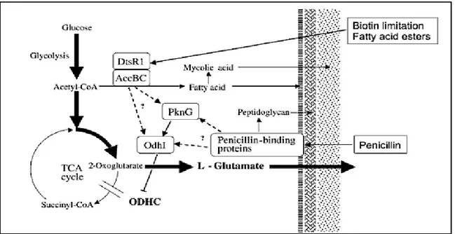 Figure  I.1.  Les  mécanismes  moléculaires  de  la  surproduction  de  glutamate  par  Corynebacterium glutamicum (Volker, 2007)