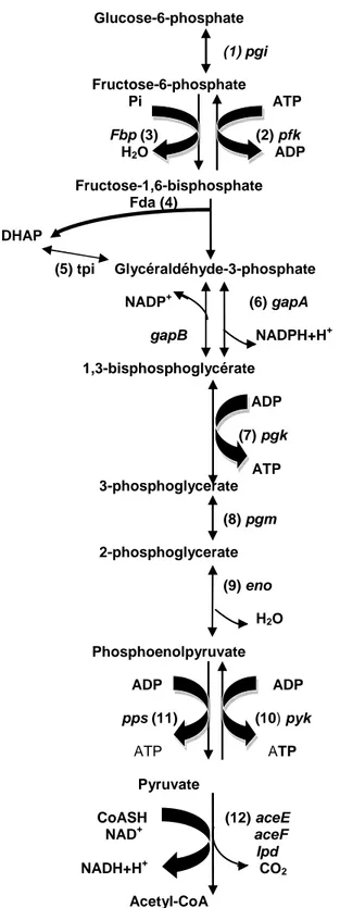 Figure  I.3.  La  glycolyse  chez  Corynebacterium  glutamicum:  glucose  phosphate  isomérase  (1),  6-phosphofructokinase  (2),  fructose-1,6-bisphosphatase  (3),  fructose-1,6-bisphosphate  aldolase (4),  glycéraldéhyde-3-phosphate déhydrogénase  (5), t