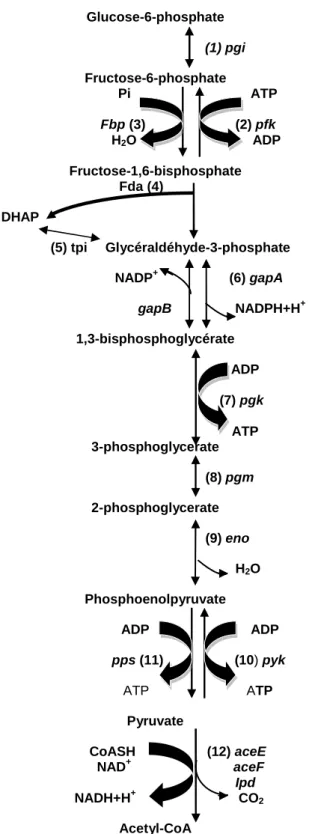 Figure  I.3.  La  glycolyse  chez  Corynebacterium  glutamicum:  glucose  phosphate  isomérase  (1),  6-phosphofructokinase  (2),  fructose-1,6-bisphosphatase  (3),  fructose-1,6-bisphosphate  aldolase (4),  glycéraldéhyde-3-phosphate déhydrogénase  (5), t
