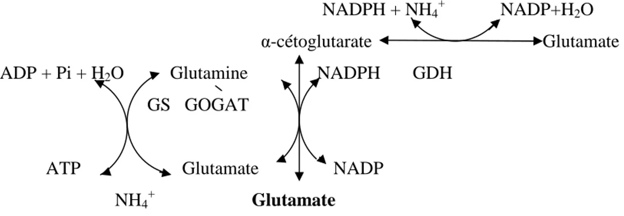 Figure  I.5.  Voies  de  biosynthèse  du  glutamate.  GDH :  glutamate  déhydrogénase,  GS :  glutamine synthétase, GOGAT : glutamine amide α-cétoglutarate amino-transférase 