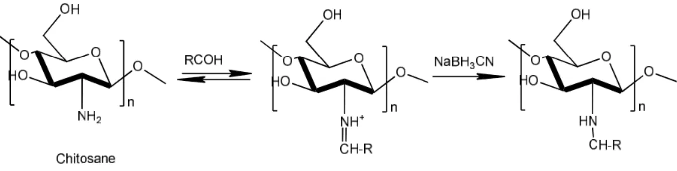 Figure I.16. Etapes intervenant dans la sulfatation de la cellulose par l’acide sulfurique (Bhatt et al., 2007).