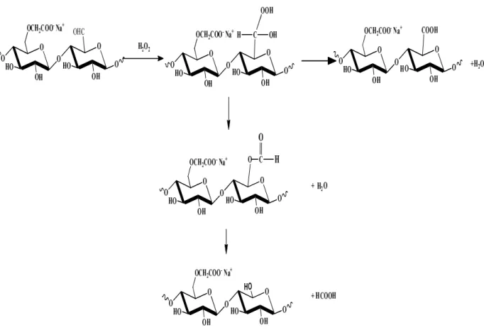 Figure III.2. Deux voies de conversion possibles de la CMC après son oxydation par le H 2 O 2 .