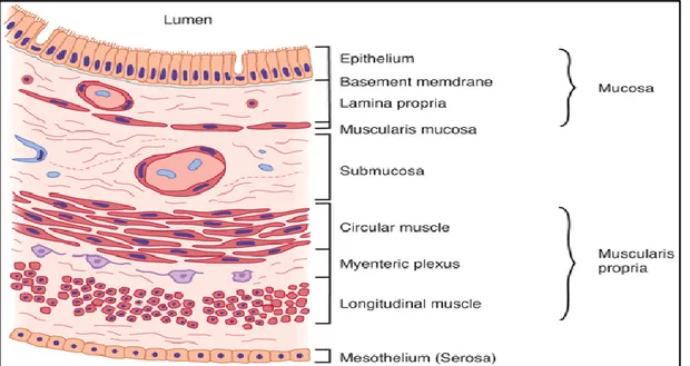 Figure  1:    Organization  of  the  wall  of  the  intestine  into  functional  layers      (Ganong, 2010)  