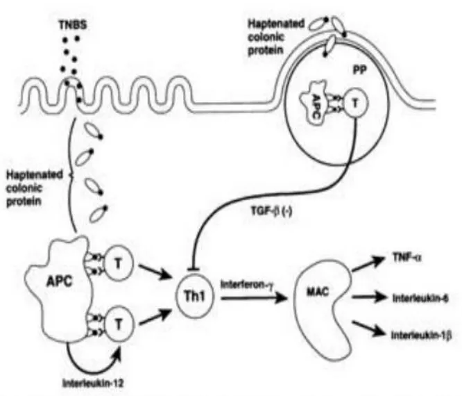 Figure  6:  Mechanisms  of  colitis  induction  and  tolerance  in  trinitrobenzene  sulfonic  acid  (TNBS)  colitis  (Strober  et  al.,  1998)