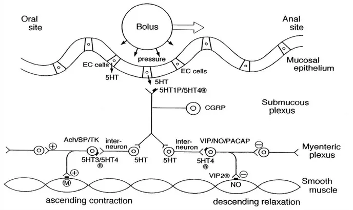 Figure  7:  Mechanism  of  peristaltic  reflex  of  the  rat  interstine  (Fujimiya  and  Inui,  2000)